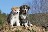 AKITA INU 090